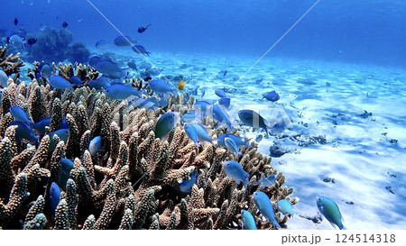 様々な熱帯魚が泳ぐ沖縄県慶良間諸島座間味村の海 様々な熱帯魚が泳ぐ沖縄県慶良間諸島座間味村の海 124514318