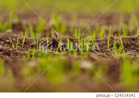 A group of green sprouts growing from the soil. Young plants growing in a farmer's field. 124514341