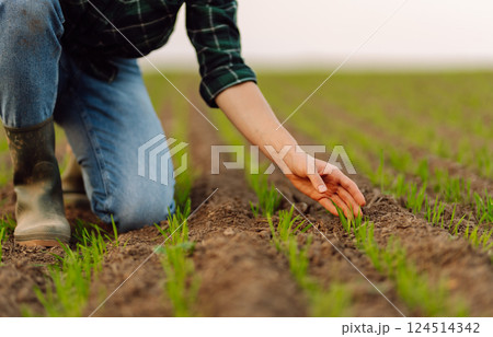 Farmer holds a young green wheat sprouts in hands checking quality of new crop. Concept of ecology. 124514342