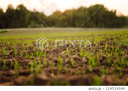 A group of green sprouts growing from the soil. Young plants growing in a farmer's field. 124514344
