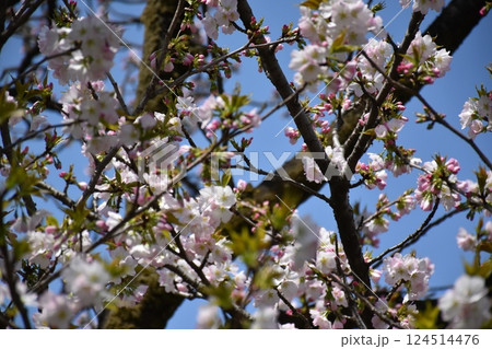 桜の花 桜の花 124514476