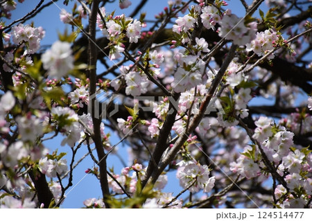 美しく咲いた桜の花 124514477