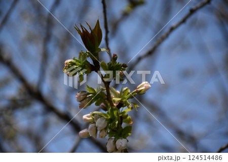 桜の蕾 124514486
