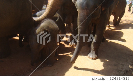 仔ゾウと群れ 124514515