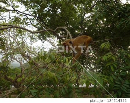 木登りする猿 124514533