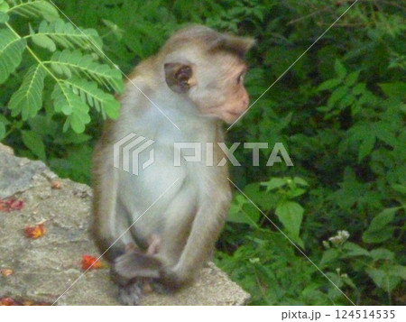 サルの子ども サルの子ども 124514535