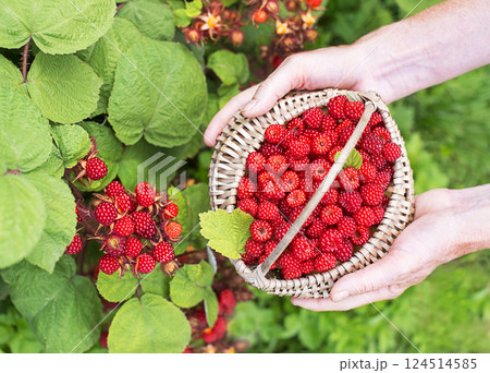 Raspberry wineberries Raspberry wineberries 124514585