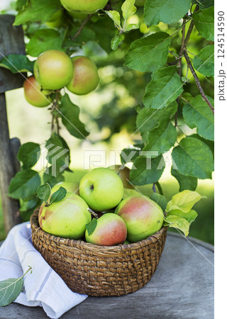 Apples harvest 124514590