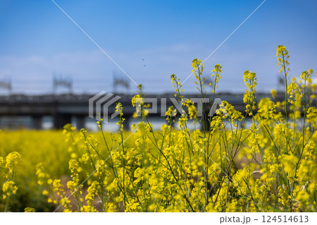 菜の花畑と電車 菜の花畑と電車 124514613