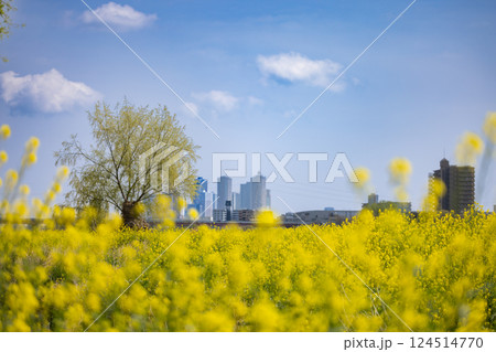 菜の花畑と高層ビル群 菜の花畑と高層ビル群 124514770