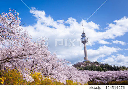 Cherry blossoms blooming in spring at E-World 83 Tower a popular tourist destination. in Daegu,South Korea. 124514976