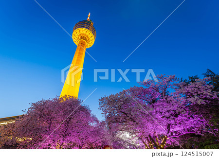 Night view of Cherry Blossom festival, Cherry Blossom tree at Daegu E-World.Daegu,South Korea. Night view of Cherry Blossom festival, Cherry Blossom tree at Daegu E-World.Daegu,South Korea. 124515007
