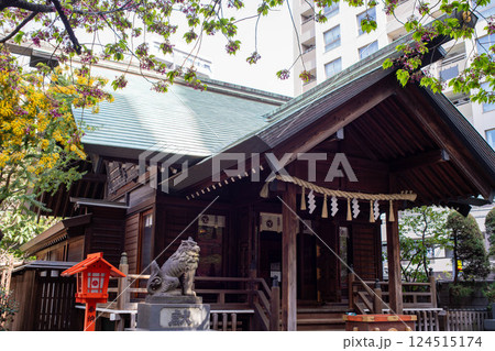 ミモザが咲く早朝の蔵前神社　東京都台東区 124515174