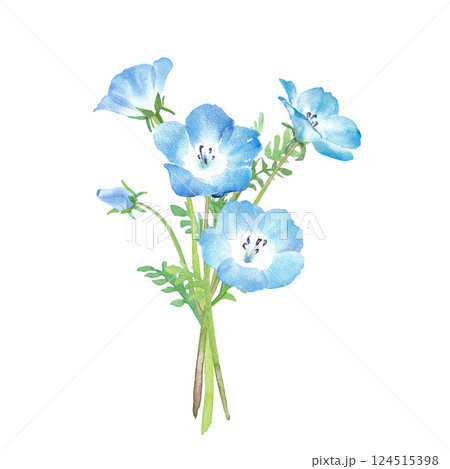 春の花：ネモフィラの花束の水彩イラストのイラスト素材 [124515398