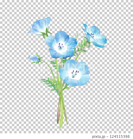 Spring flowers: watercolor illustration of a bouquet of nemophila 124515398