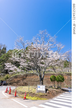 春空を背景に桜の木「湯の温かさと桜の美しさに癒やされる」天岩戸の湯(宮崎県西臼杵郡高千穂町) 春空を背景に桜の木「湯の温かさと桜の美しさに癒やされる」天岩戸の湯(宮崎県西臼杵郡高千穂町) 124515399