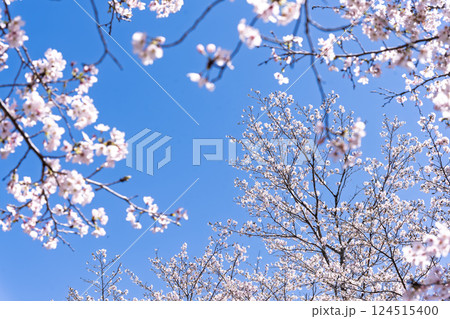 春空を背景に桜の花「湯の温かさと桜の美しさに癒やされる」天岩戸の湯(宮崎県西臼杵郡高千穂町) 124515400