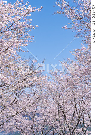 春日和を背景に桜並木「湯の温かさと桜の美しさに癒やされる」天岩戸の湯(宮崎県西臼杵郡高千穂町) 春日和を背景に桜並木「湯の温かさと桜の美しさに癒やされる」天岩戸の湯(宮崎県西臼杵郡高千穂町) 124515407