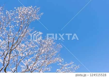 春日和に映える桜並木風景「湯の温かさと桜の美しさに癒やされる」天岩戸の湯(宮崎県西臼杵郡高千穂町) 124515528