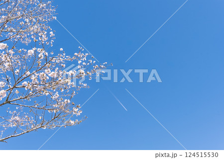 春日和に映える桜の花「湯の温かさと桜の美しさに癒やされる」天岩戸の湯(宮崎県西臼杵郡高千穂町) 春日和に映える桜の花「湯の温かさと桜の美しさに癒やされる」天岩戸の湯(宮崎県西臼杵郡高千穂町) 124515530