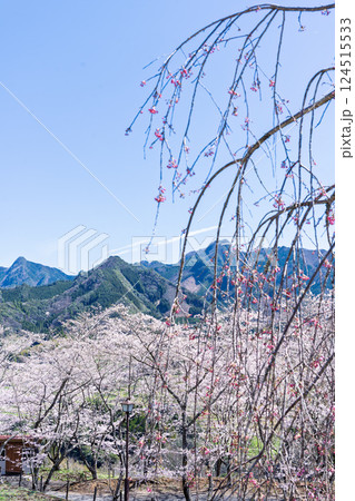 春日和に映える桜並木風景「湯の温かさと桜の美しさに癒やされる」天岩戸の湯(宮崎県西臼杵郡高千穂町) 春日和に映える桜並木風景「湯の温かさと桜の美しさに癒やされる」天岩戸の湯(宮崎県西臼杵郡高千穂町) 124515533
