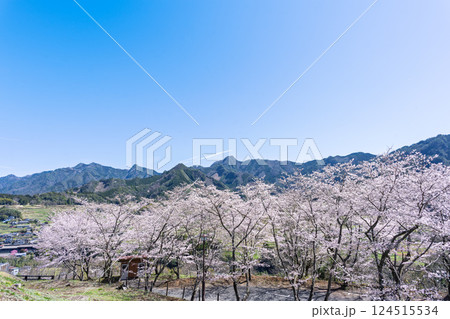春日和に映える桜並木風景「湯の温かさと桜の美しさに癒やされる」天岩戸の湯(宮崎県西臼杵郡高千穂町) 124515534