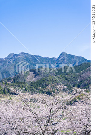 春日和に映える桜並木風景「湯の温かさと桜の美しさに癒やされる」天岩戸の湯(宮崎県西臼杵郡高千穂町) 124515535