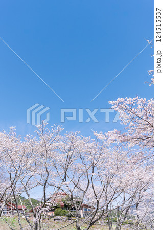 春日和に映える桜並木風景「湯の温かさと桜の美しさに癒やされる」天岩戸の湯(宮崎県西臼杵郡高千穂町) 春日和に映える桜並木風景「湯の温かさと桜の美しさに癒やされる」天岩戸の湯(宮崎県西臼杵郡高千穂町) 124515537