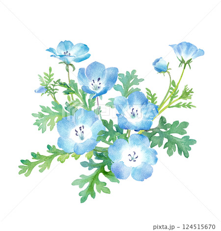 春の花：ネモフィラの水彩イラスト。一株のクリップアート（ベクター