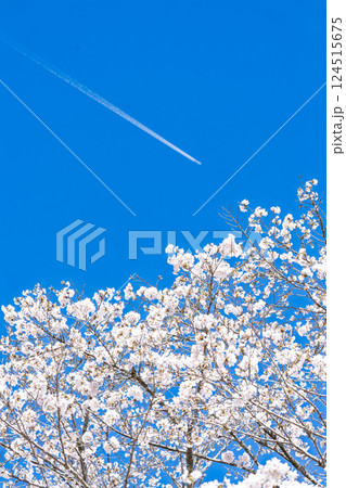 飛行機雲と桜の花「湯の温かさと桜の美しさに癒やされる」天岩戸の湯(宮崎県西臼杵郡高千穂町) 飛行機雲と桜の花「湯の温かさと桜の美しさに癒やされる」天岩戸の湯(宮崎県西臼杵郡高千穂町) 124515675