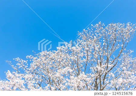 春日和に映える桜の花「湯の温かさと桜の美しさに癒やされる」天岩戸の湯(宮崎県西臼杵郡高千穂町) 124515676