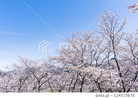 春空に映える桜並木「湯の温かさと桜の美しさに癒やされる」天岩戸の湯(宮崎県西臼杵郡高千穂町) 春空に映える桜並木「湯の温かさと桜の美しさに癒やされる」天岩戸の湯(宮崎県西臼杵郡高千穂町) 124515678