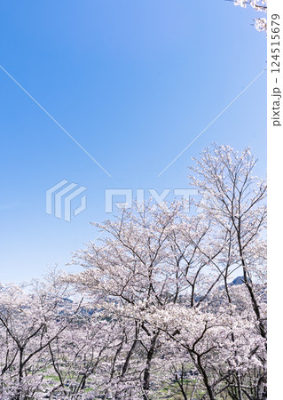 春日和に映える桜並木「湯の温かさと桜の美しさに癒やされる」天岩戸の湯(宮崎県西臼杵郡高千穂町) 春日和に映える桜並木「湯の温かさと桜の美しさに癒やされる」天岩戸の湯(宮崎県西臼杵郡高千穂町) 124515679