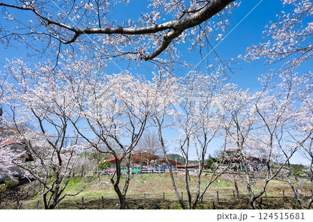 春日和を背景に桜並木「湯の温かさと桜の美しさに癒やされる」天岩戸の湯(宮崎県西臼杵郡高千穂町) 春日和を背景に桜並木「湯の温かさと桜の美しさに癒やされる」天岩戸の湯(宮崎県西臼杵郡高千穂町) 124515681