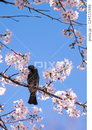 春空に映える桜とヒヨドリ「湯の温かさと桜の美しさに癒やされる」天岩戸の湯(宮崎県西臼杵郡高千穂町) 124515986