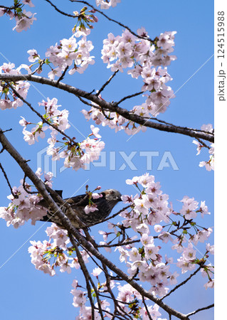 春空に映える桜とヒヨドリ「湯の温かさと桜の美しさに癒やされる」天岩戸の湯(宮崎県西臼杵郡高千穂町) 春空に映える桜とヒヨドリ「湯の温かさと桜の美しさに癒やされる」天岩戸の湯(宮崎県西臼杵郡高千穂町) 124515988