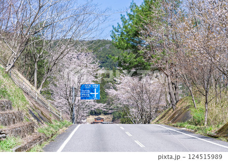 案内標識と桜並木と道「湯の温かさと桜の美しさに癒やされる」天岩戸の湯(宮崎県西臼杵郡高千穂町) 124515989