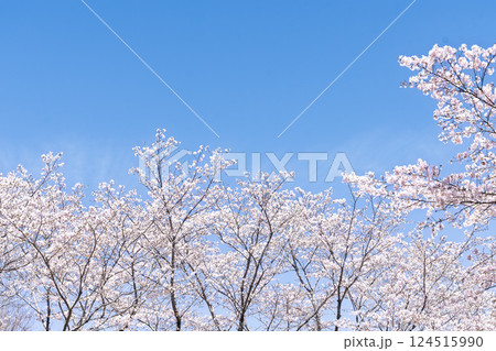 春空を背景に桜並木「湯の温かさと桜の美しさに癒やされる」天岩戸の湯(宮崎県西臼杵郡高千穂町) 124515990