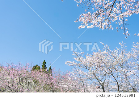 春日和に映える桜の花「湯の温かさと桜の美しさに癒やされる」天岩戸の湯(宮崎県西臼杵郡高千穂町) 春日和に映える桜の花「湯の温かさと桜の美しさに癒やされる」天岩戸の湯(宮崎県西臼杵郡高千穂町) 124515991