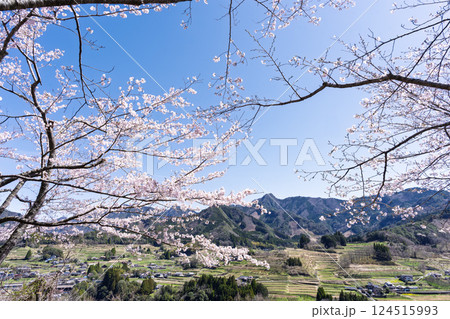 山並みを背景に桜の花「湯の温かさと桜の美しさに癒やされる」天岩戸の湯(宮崎県西臼杵郡高千穂町) 山並みを背景に桜の花「湯の温かさと桜の美しさに癒やされる」天岩戸の湯(宮崎県西臼杵郡高千穂町) 124515993
