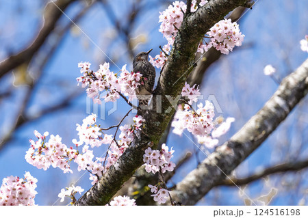 春空に映える桜とヒヨドリ「湯の温かさと桜の美しさに癒やされる」天岩戸の湯(宮崎県西臼杵郡高千穂町) 124516198