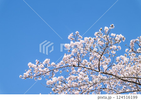 春日和を背景に桜の花「湯の温かさと桜の美しさに癒やされる」天岩戸の湯(宮崎県西臼杵郡高千穂町) 春日和を背景に桜の花「湯の温かさと桜の美しさに癒やされる」天岩戸の湯(宮崎県西臼杵郡高千穂町) 124516199