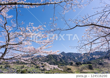 山並みを背景に桜の花「湯の温かさと桜の美しさに癒やされる」天岩戸の湯(宮崎県西臼杵郡高千穂町) 124516200