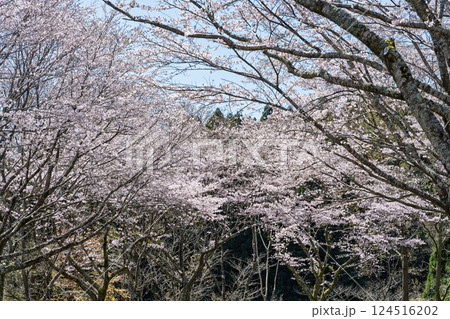 春日和を背景に桜並木「湯の温かさと桜の美しさに癒やされる」天岩戸の湯(宮崎県西臼杵郡高千穂町) 春日和を背景に桜並木「湯の温かさと桜の美しさに癒やされる」天岩戸の湯(宮崎県西臼杵郡高千穂町) 124516202