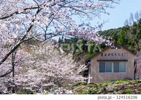 春日和を背景に桜の木「湯の温かさと桜の美しさに癒やされる」天岩戸の湯(宮崎県西臼杵郡高千穂町) 124516206