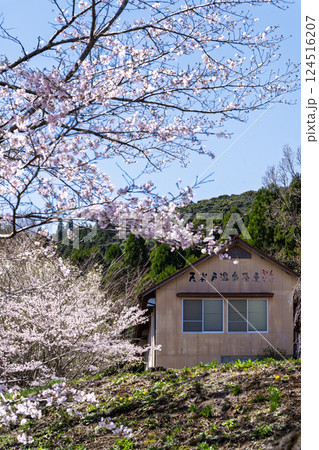 春日和を背景に桜の木「湯の温かさと桜の美しさに癒やされる」天岩戸の湯(宮崎県西臼杵郡高千穂町) 春日和を背景に桜の木「湯の温かさと桜の美しさに癒やされる」天岩戸の湯(宮崎県西臼杵郡高千穂町) 124516207