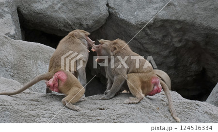 Two Baboons Fighting 124516334