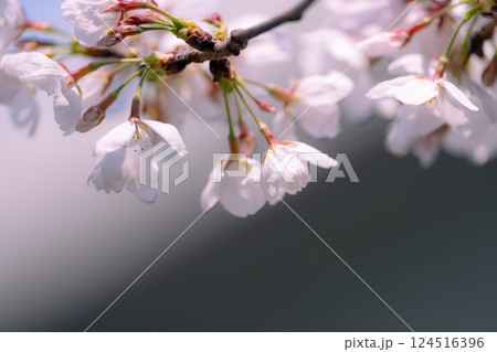 春の訪れを感じる桜ソメイヨシノ 124516396