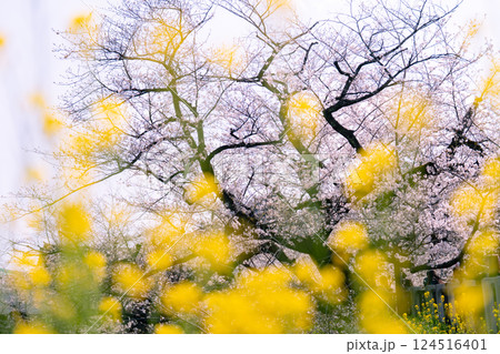 春の訪れを感じる桜ソメイヨシノと菜の花 124516401