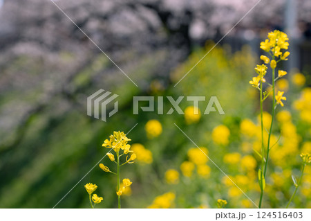 春の訪れを感じる桜ソメイヨシノと菜の花 124516403